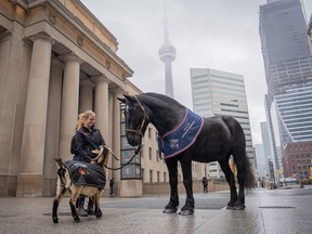 Woman with goat and horse with CN Tower in the background.