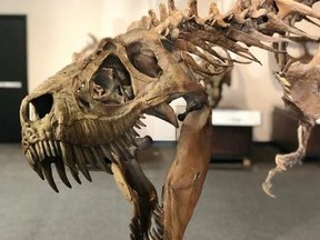 Christie’s auction house withdrew a nearly complete Tyrannosaurus rex skeleton after a paleontologist questioned the origins of its bones.