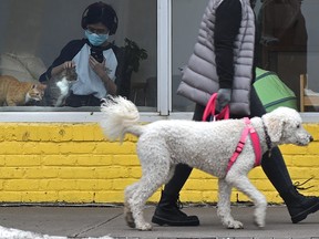 Cats inside a cat cafe are pictured as a dog walks by outside with its owner in Edmonton, Dec. 1, 2021.
