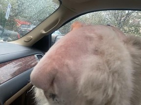Casper, a 20-month old Great Pyrenees from Decatur, had part of his tale torn off while fighting off a pack of coyotes who were threatening a sheep farm in Georgia. John Wierwille/FACEBOOK