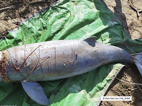 This photo provided by WWF shows a carcass of a Mekong dolphin on the Mekong river bank at Koh Trung, Kratie province, Cambodia, Saturday, Dec. 24, 2022. (Eam Sam Un/WWF via AP)