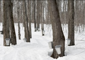 Traditional maple syrup production in Quebec. – Getty Images