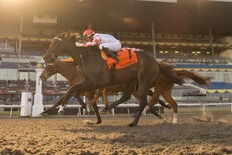 The $150,000 Valedictory Stakes finished in a dead-heat with Who’s the Star, with Emma-Jayne Wilson aboard, catching Wentru, with Rafael Hernandez in the saddle, right at the wire.