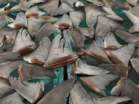 Shark fins are seen during their drying process at Kalibaru district in Jakarta, Indonesia, July 10, 2018.