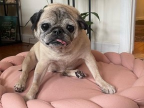 The owner of Noodle the pug announced on Instagram that his pet passed away.
