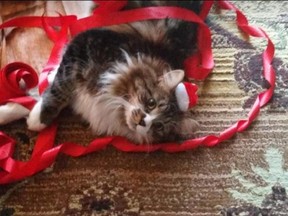 Sir Sebastian getting into trouble during the holiday spirit.