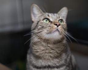 Ty, a domestic short-hair cat, is hoping to find a forever home.