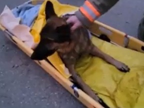A German Shepherd named Carl was rescued by emergency responders after falling an estimated 15 metres into Elora Gorge on Friday, Dec. 9, 2022.
