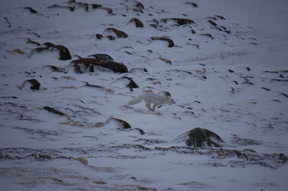 An Arctic fox runs through the snow. Laura Shantora Nelles/Toronto Sun