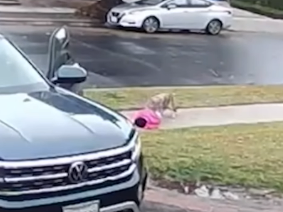 Video Shows Coyote Grabbing Toddler Outside LA Home | Toronto Sun