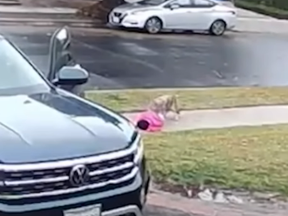 A screengrab from video of a coyote dragging a toddler outside her home in Los Angeles.