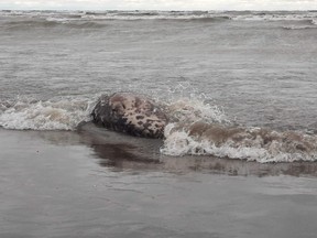 A dead seal is seen on the shore of the Caspian Sea outside Makhachkala, Russia, Sunday, Dec. 4, 2022.