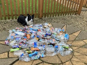 Scruff the border collie with some of the littered plastic bottles he picked up this year in parks and along roadsides in Nuneaton, England.