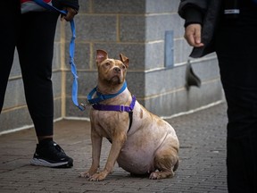 Princess Fiona, a dog with a chronic illness that causes a potbelly and fur loss, was looking for a home before the holidays at a Humane Rescue Alliance adoption event on Dec. 3 in Washington, D.C.