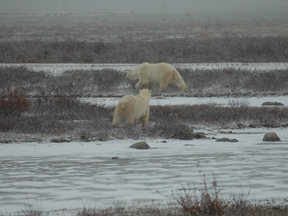 The smaller bear in the foreground is our little buddy Spot, who has wandered too close to that big bear. Laura Shantora Nelles/Toronto Sun