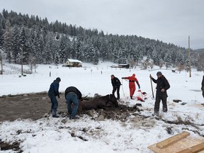 Volunteer firefighters, search-and-rescue workers and community members rallied to save four horses that had fallen through a frozen pond on a ranch in Kalispell, Mont.