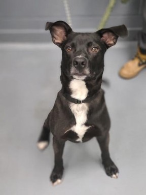 Leonard, a black and white retriever, is hoping to find a forever home.