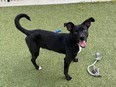 Leonard, a black and white retriever, is hoping to find a forever home.