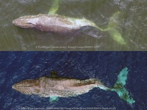 An injured humpback whale swam from B.C. to Hawaii despite a significant injury to her tail. Top, image taken off the B.CV. Coast by the North Coast Cetacean Society. Below, image taken off Hawaii by the Pacific Whale Foundation.