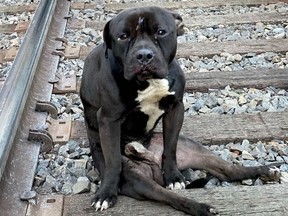 A paralyzed dog named Lucky was rescued from the middle of train tracks in Philadelphia.