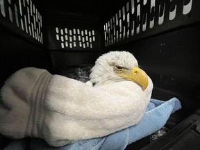 One of the 11 bald eagles that were brought to the University of Minnesota's Raptor Center last week.
