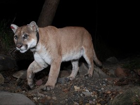 A trail camera picture of mountain lion P-22 in Los Angeles, Calif., in 2012.