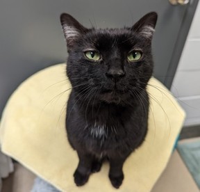 Paul, a black cat, is hoping to find a forever home.