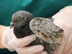 A pigeon was badly burned when propane cylinders blew up under the Bathurst St. bridge in November.