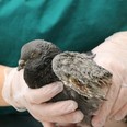 A pigeon was badly burned when propane cylinders blew up under the Bathurst St. bridge in November.