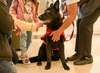 United threw 6-month-old German shepherd mix Polaris an adoption party. (United Airlines)