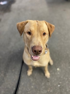Rally, a tan retriever, is hoping to find a forever home.