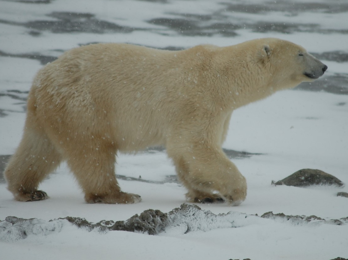 THE NORTHERN FRONTIER: Spotting polar bears in Churchill