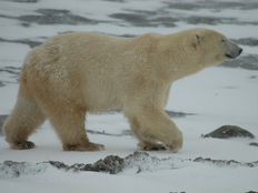 Spot the polar bear making tourists happy in Churchill.