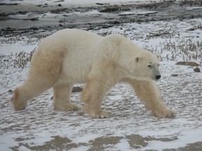 Big Boi (sporting a scar over his eye, so you know he’s a tough customer!) ensured Spot left the area in a hurry. Laura Shantora Nelles/Toronto Sun