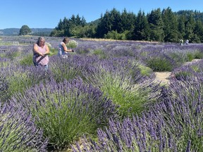 Summer visitors gather lavender at Hood River Lavender Farms.