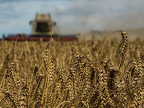 A combine harvests wheat in a field near the village of Zghurivka, amid Russia's attack on Ukraine, in Kyiv region, Ukraine. Aug. 9, 2022.
