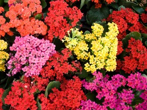 Gardens filled with ‘happy colours’ will be on trend this year, Frankie Ferragine (a.k.a. ‘Frankie Flowers’) predicts.  SUPPLIED