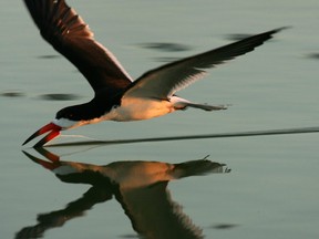 A black skimmer cuts the water surface with its sensitive extended lower mandible to scoop up small prey at the Sonny Bono Salton Sea National Wildlife Refuge, a major stop for birds on the Pacific Flyway, on June 22, 2006 near Calipatria, California.