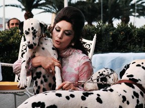 In this file photo taken on May 17, 1972, Gina Lollobrigida arrives with four Dalmatian dogs at Hotel Carlton before presenting her film "King, Queen, Knave" during the 25th Cannes International Film Festiva. (AFP via Getty Images)