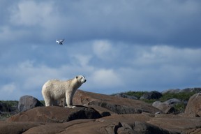 In this file photo taken on Aug. 4, 2022 a polar bear is attacked by an Arctic Tern defending its nest, as it walks on the shoreline to find something to eat, near Churchill, Man.