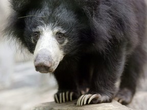 In this file photo taken on Oct. 11, 2006, a female sloth bear inspects her new home at the Asia Trail area of the National Zoo in Washington, D.C.