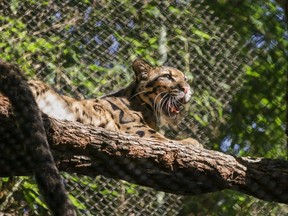 The Dallas Zoo shared this image of a clouded leopard named Nova on its Twitter account.