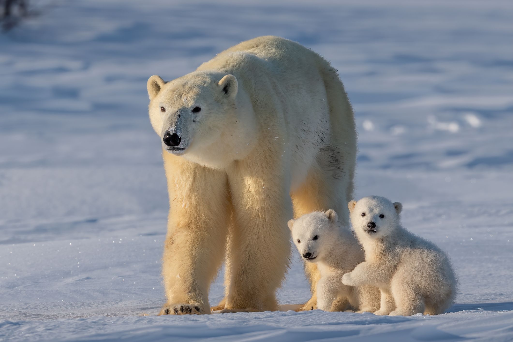 Polar bear population on rise: Department of Environment