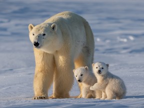 There are so many polar bears that they have become a nuisance, a Department of Environment report says.