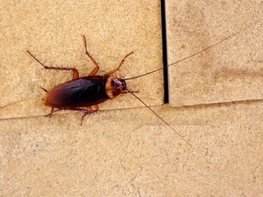 If an ex is bugging you, what better way then to name them after a cockroach that will be fed to an animal?