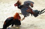 Protecting mother kills, cooks pet rooster after it pecked baby’s face Protecting mother kills, cooks pet rooster after it pecked baby’s face