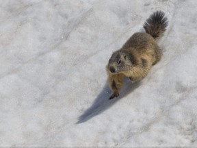 The Farmer's Almanac is warning us the groundhog is destined to see its shadow on Thursday, guaranteeing us another six weeks of winter.