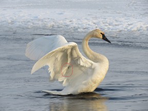 A trumpeter swan, caught up in fishing lines, was rescued from Lake Scugog on Boxing Day by the Toronto Wildlife Centre.