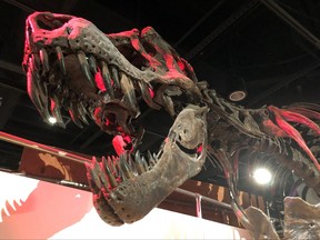 The skeleton of a Tyrannosaurus rex, the large meat-eating dinosaur that lived in western North America and went extinct 66 million years ago, is displayed at the Smithsonian National Museum of Natural History in Washington June 16, 2019.