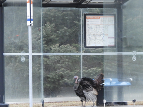 A turkey looked like it was waiting for a bus in Mississauga.